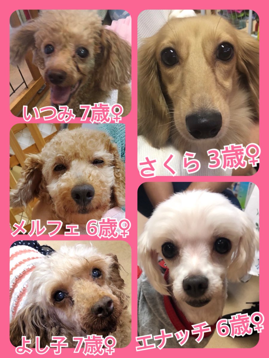 🐾今日の里親様募集中ワンコ🐶メンバーです🐾2019,10,4